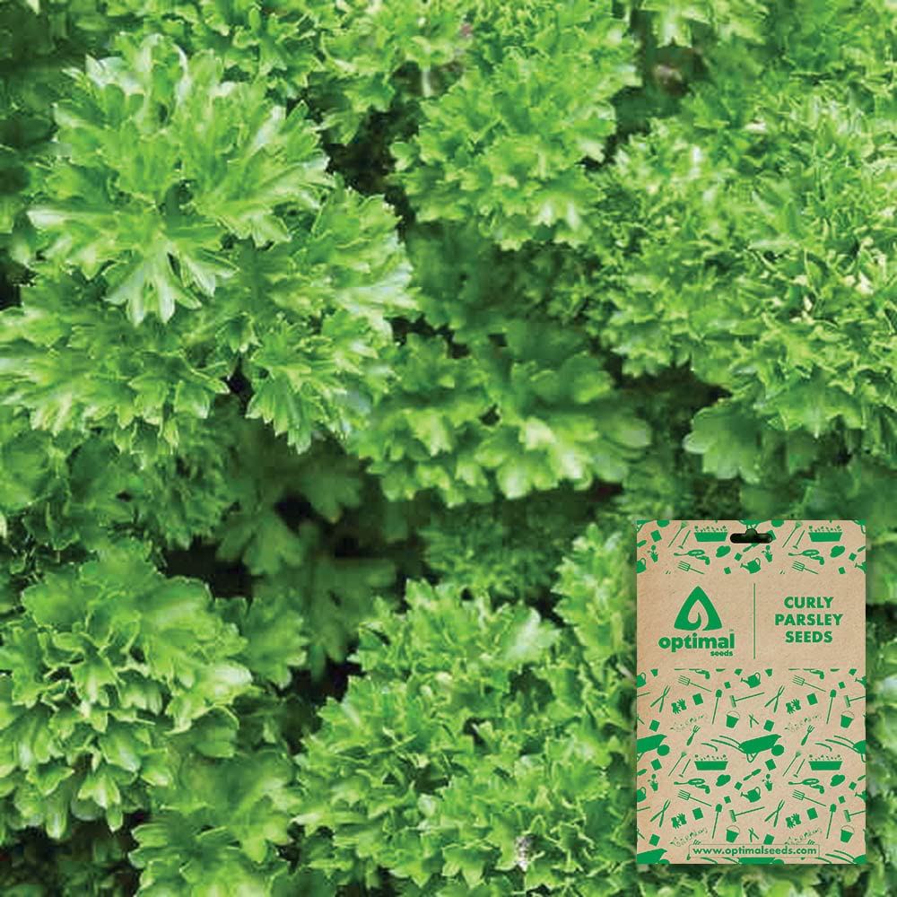 See full amazon price history chart for Optimal Seeds Curly Parsley Herb Seeds Optimal Seeds Curly Parsley Herb Seeds (B0B5ZMQFKG) Amazon Price History, Amazon Price Tracker