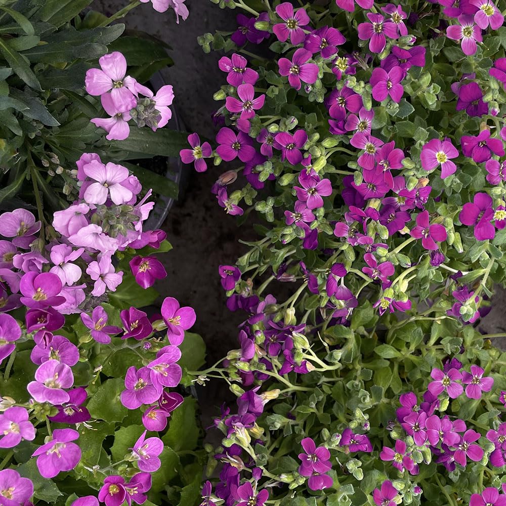 Aubrieta Large Flowered Mix Seeds – RHS Plants for Pollinators – Carpeting Spring Flowers Everywhere – Hardy Perennial – for Your Beautiful Garden