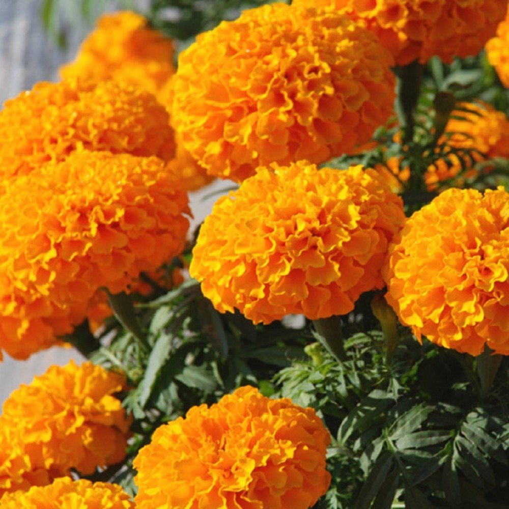 Creative Farmer Flower Seeds : Marigold Flower Seeds - Indian Flower Seeds - Kitchen Garden Pack