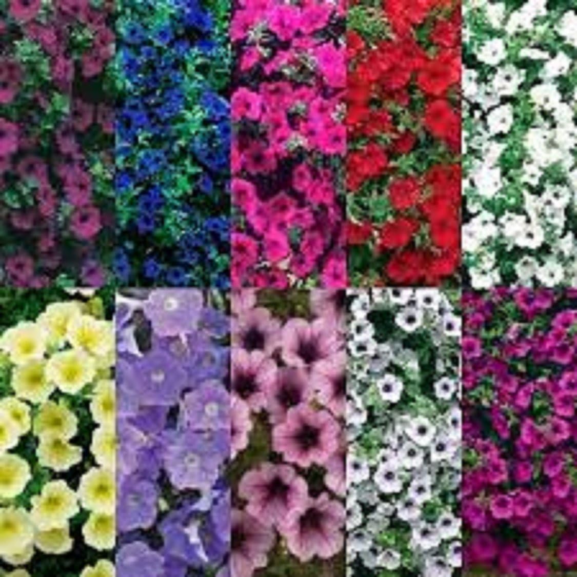6 Trailing Petunia Surfinia Mixed Collection Plug Plants