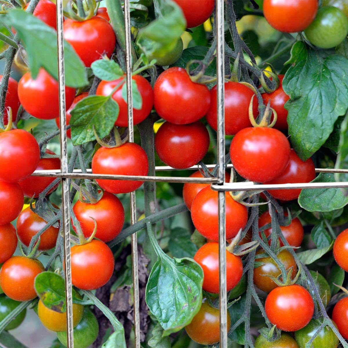 Confezione da 2 gabbie per pomodori, alte 30,5 x 99,5 cm, zincate, pieghevoli, quadrate, supporto per piante e pomodori, traliccio in metallo