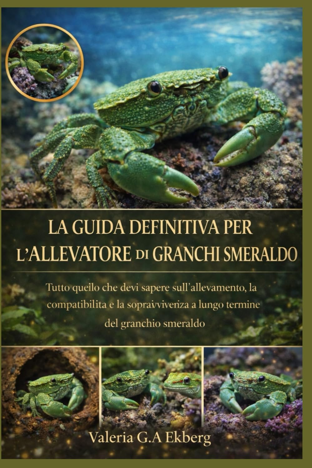 LA GUIDA DEFINITIVA PER L'ALLEVATORE DI GRANCHI SMERALDO: Tutto quello che devi sapere sull'allevamento, la compatibilità e la sopravvivenza a lungo termine del granchio smeraldo