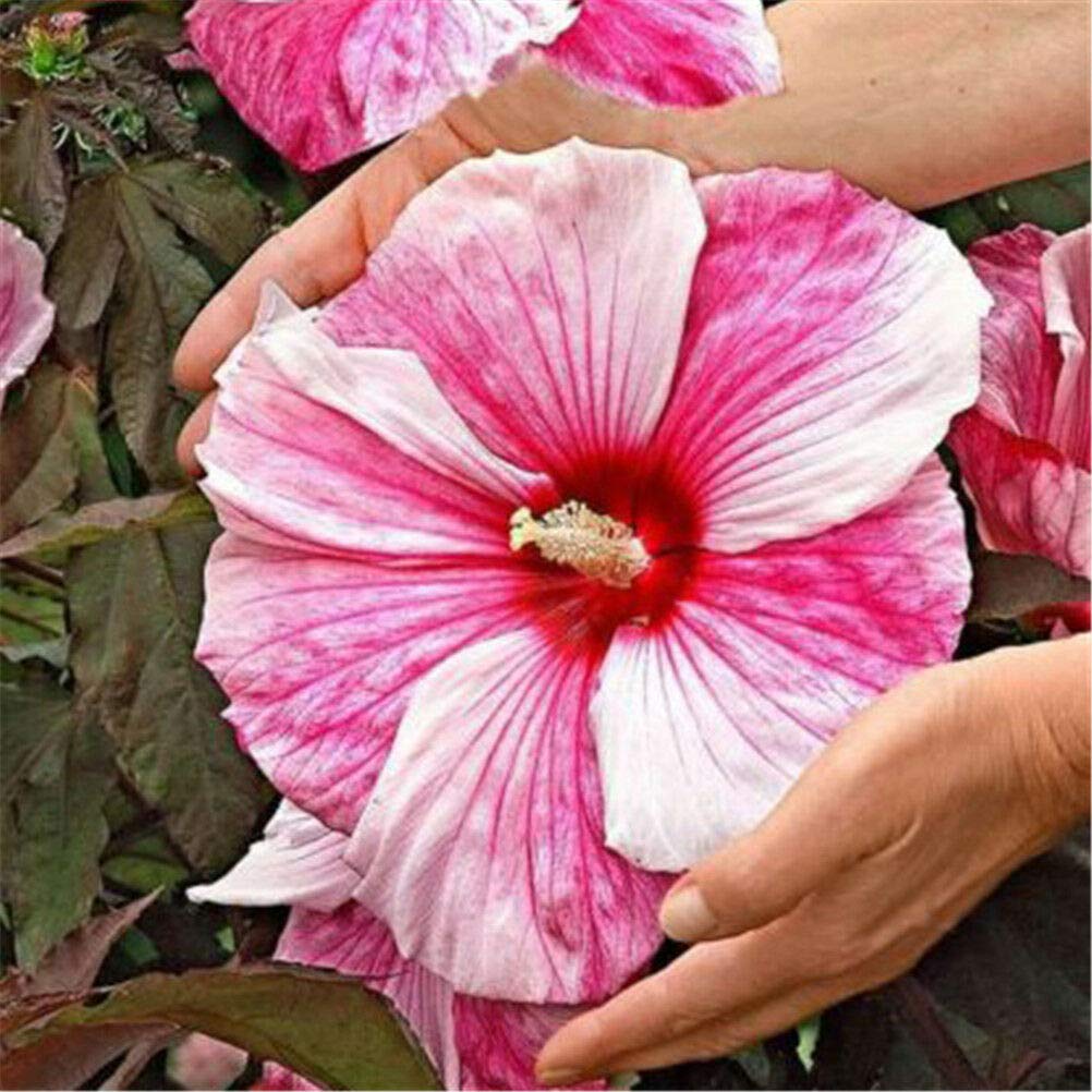 See full amazon price history chart for M-Tech Gardens Rare"Pink Queen" Hibiscus Ornamental Seeds for Growing (20 Seeds Pack) M-Tech Gardens Rare"Pink Queen" Hibiscus Ornamental Seeds for Growing (20 Seeds Pack) (B07RZY8JDN) Amazon Price History, Amazon Price Tracker