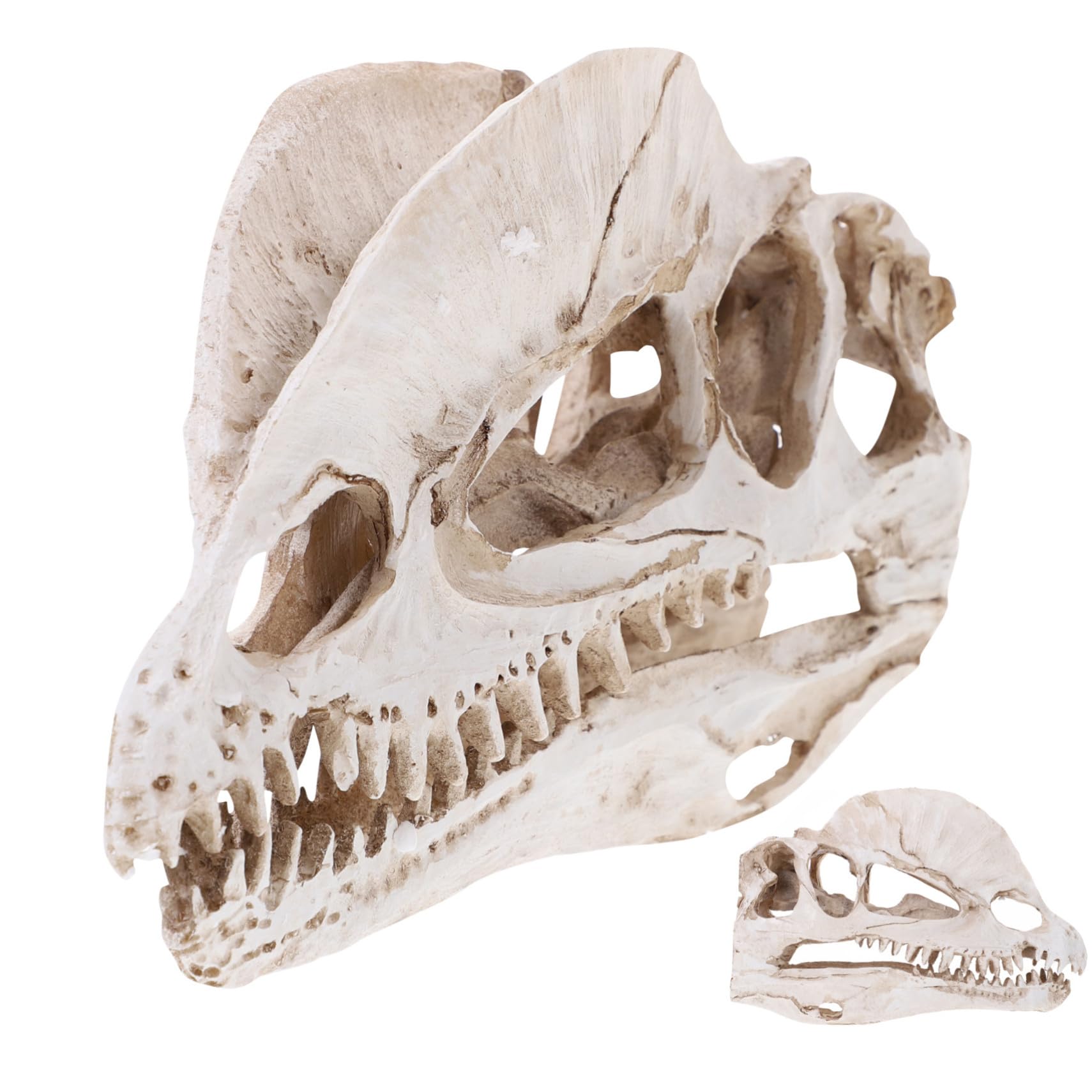 Crâne de dinosaure réaliste en résine beige avec détails délicats d'ornement