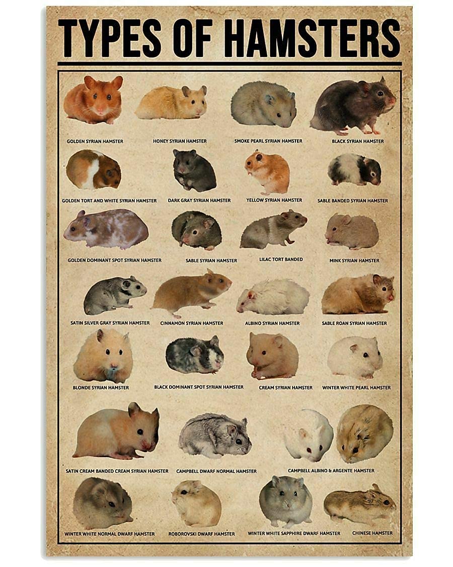 rayprint Types Of Hamsters Metal Tin Signs Hamster Literacy Retro Posters Hamster Lovers Home Collectible Plaques Club Bedroom Farmhouse Wall Decor 8x12 Inches