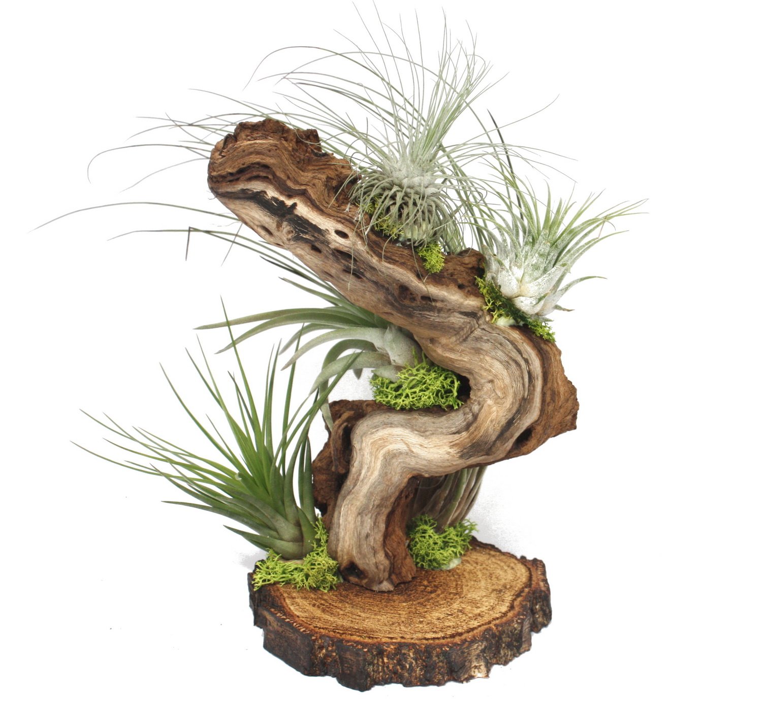 Tillandsia en el árbol raíz - grande - 5 plantas