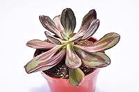 Vista 2 de Planta suculenta Echeveria viva - Suculenta Echeveria de 4 pulgadas con raíces completas (Echeveria Benitsukasa)