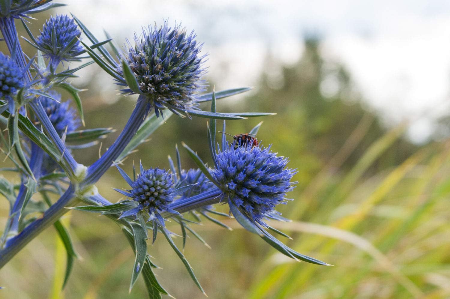 Viridis Hortus - Eryngium Planum Blaukappe (Sea Holly 'Blaukappe') 15 Hardy Perennial Flower Seeds