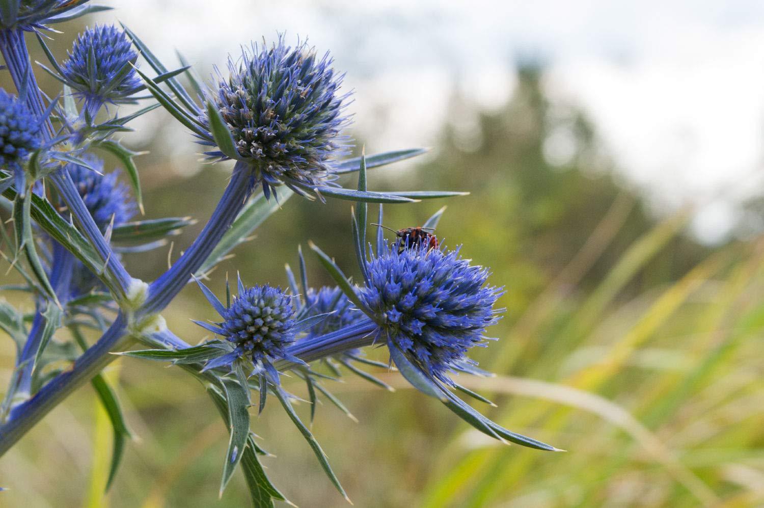 Viridis HortusEryngium Planum Blaukappe (Sea Holly 'Blaukappe') 15 Hardy Perennial Flower Seeds