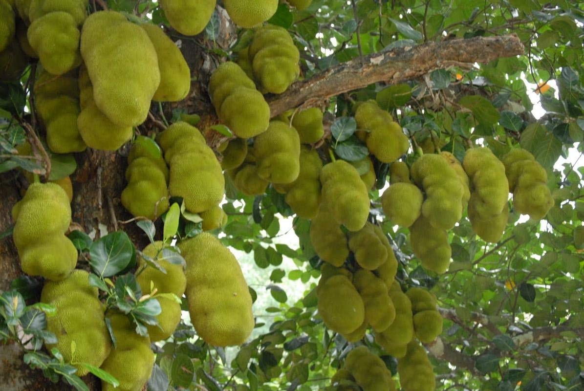 Creative Farmer Live Plant Jackfruit All Season Low Bearing Sindoora Varika Variety Tree House Kitchen Garden Plant(1 Healthy Live Plant) (B07STH6TLJ) Amazon Price History, Amazon Price Tracker