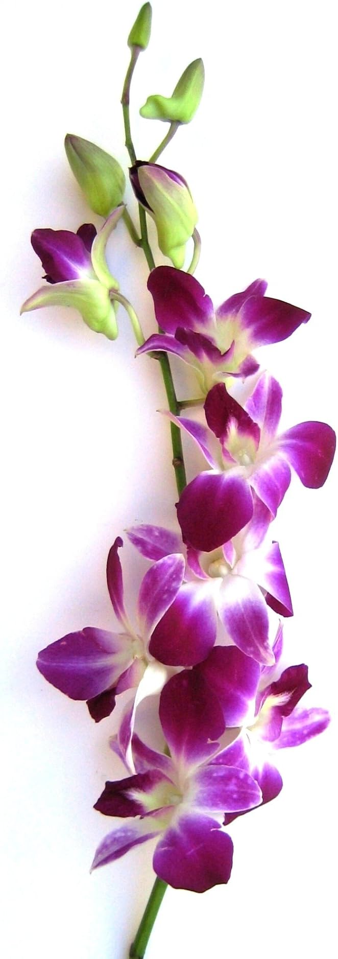 Fresh Orchids- 10 Long Stemmed Purple Dendrobium