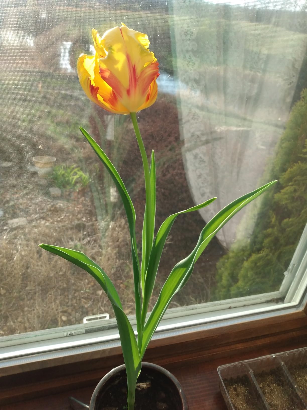 PreChilled Tulip Bulbs for Forcing Grow Indoors in Just