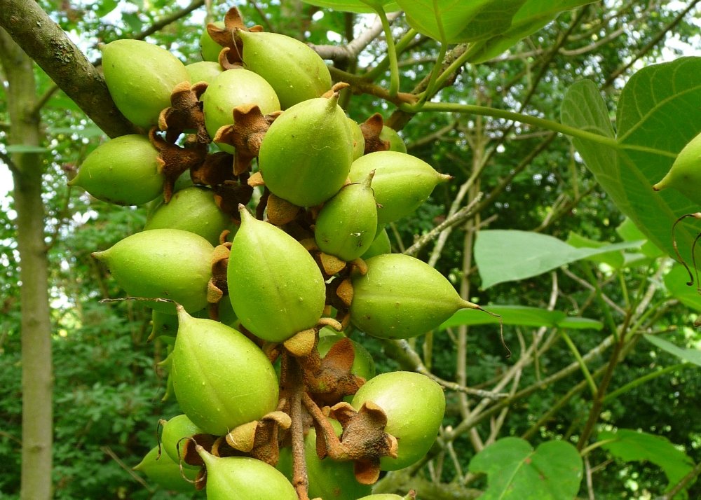SAFLAX Arbre impérial Paulownia tomentosa 200 graines