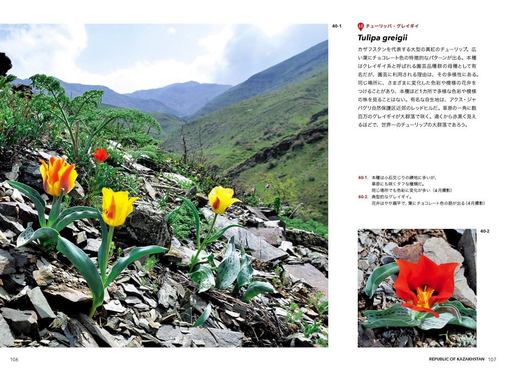 チューリップ—ヨーロッパ・アジア9カ国紀行 (原種の花たち
