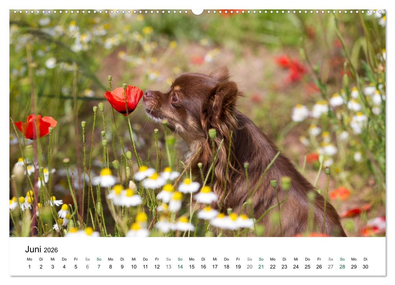 Chihuahuas - kleine Herzensbrecher (hochwertiger Premium Wandkalender 2026 DIN A2 quer), Kunstdruck in Hochglanz: Wunderschöne Outdoor Fotos der kleinen Hunderasse (CALVENDO Tiere)