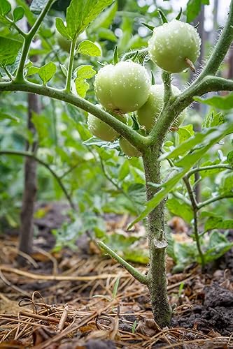 Miniatura 2 de Planta de tomate, 3 plantas vivas de tomate de 6 a 10 pulgadas, adornos de plantación de jardín perennes fáciles de cultivar, regalo de macetas