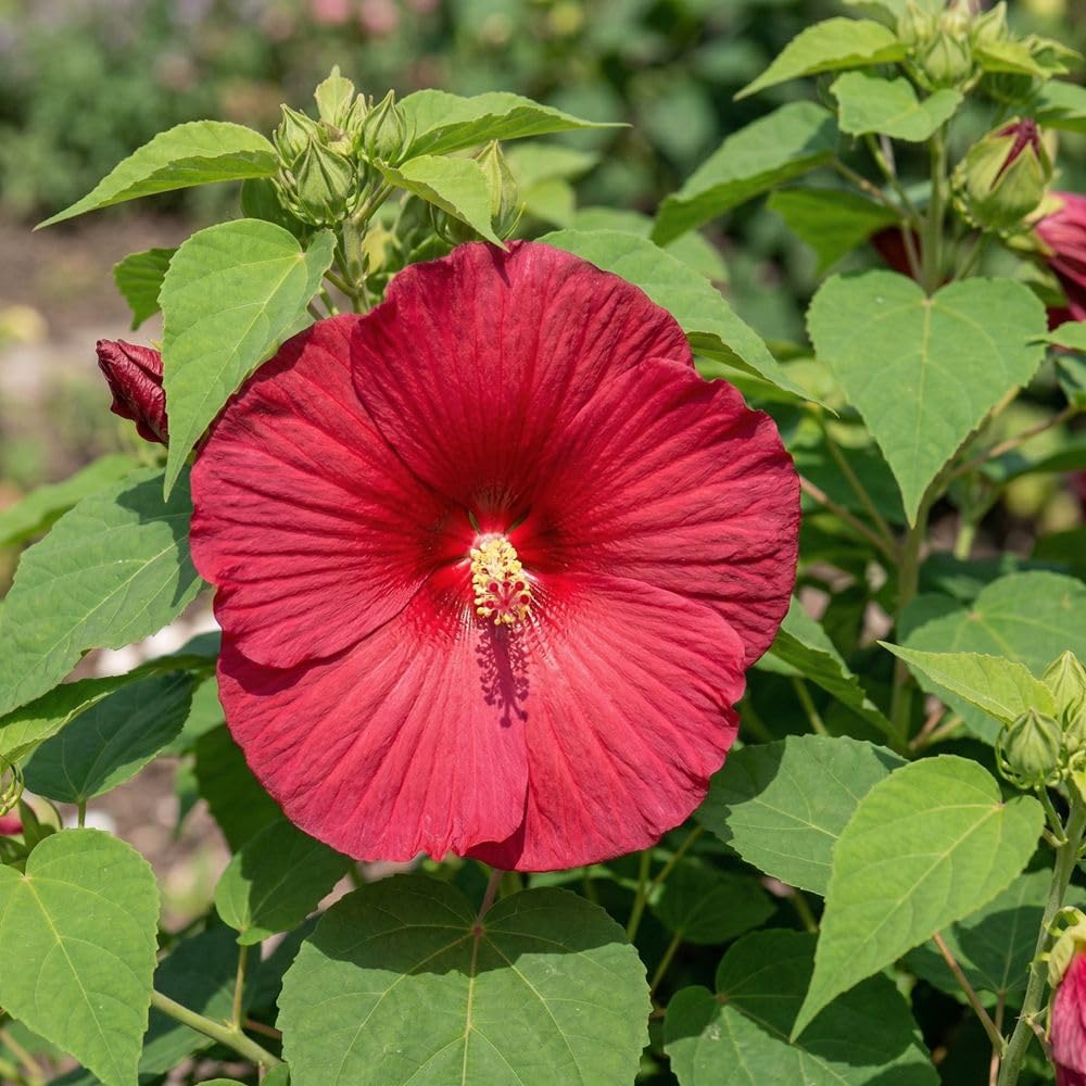 Bedwen Hardy Hibiscus 'Nippon Red' 2L Plant – Giant Dinner-Plate Red Flowers for Tropical Garden Borders