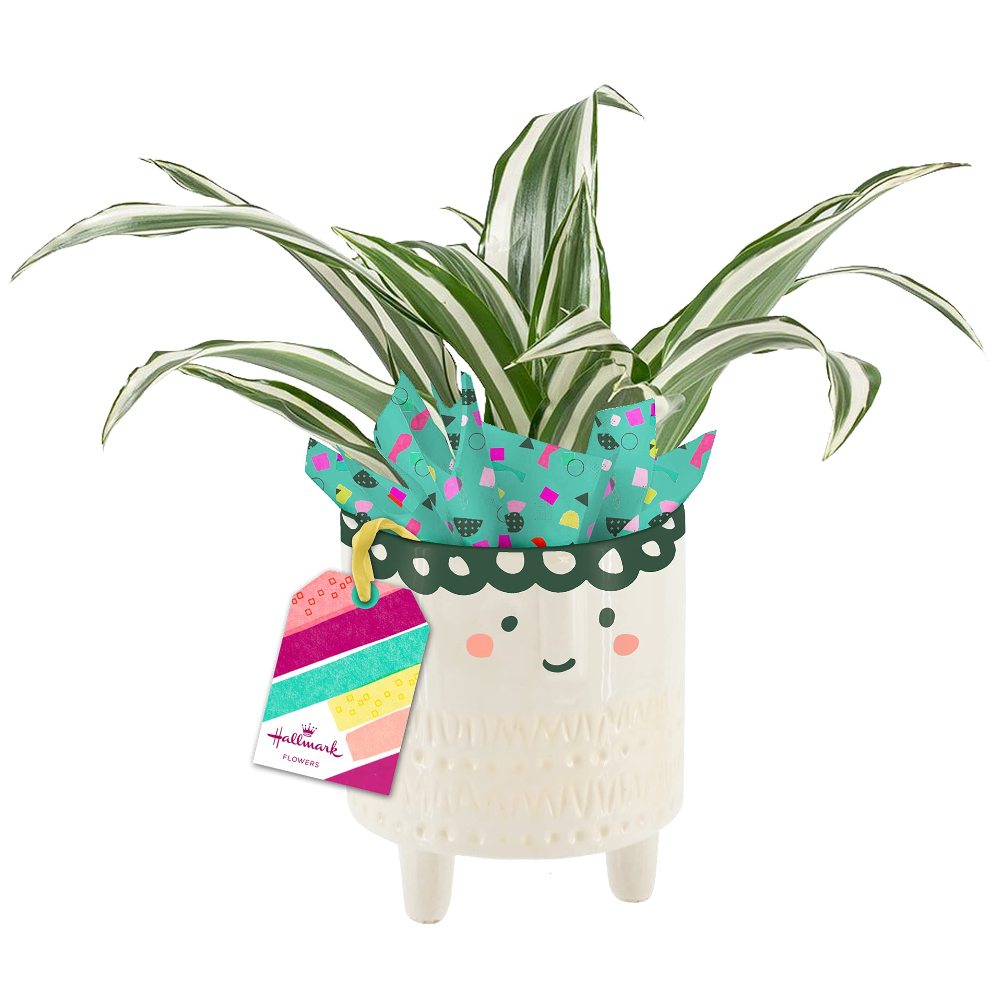 Hallmark Flowers Live Dracaena in 4" Happy Faces Small Smile Ceramic Container Perfect for Mother's Day