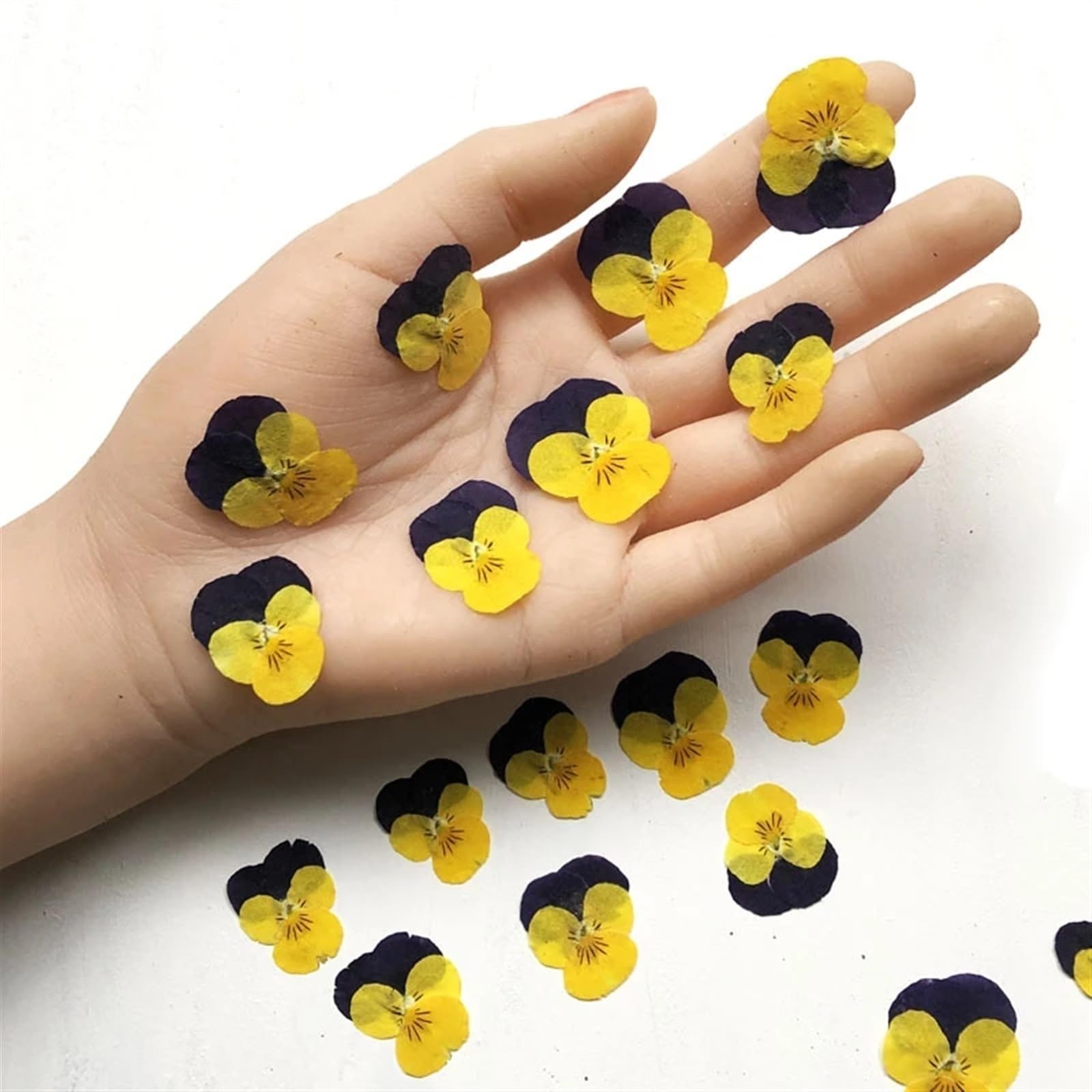 Fiori Secchi Pressati 1 set di erbario di Corydalis Suaveolens essiccato pressato for nail art, trucco viso, cornice for gioielli in resina epossidica, custodia for telefono, artigianato fai da te(VIO