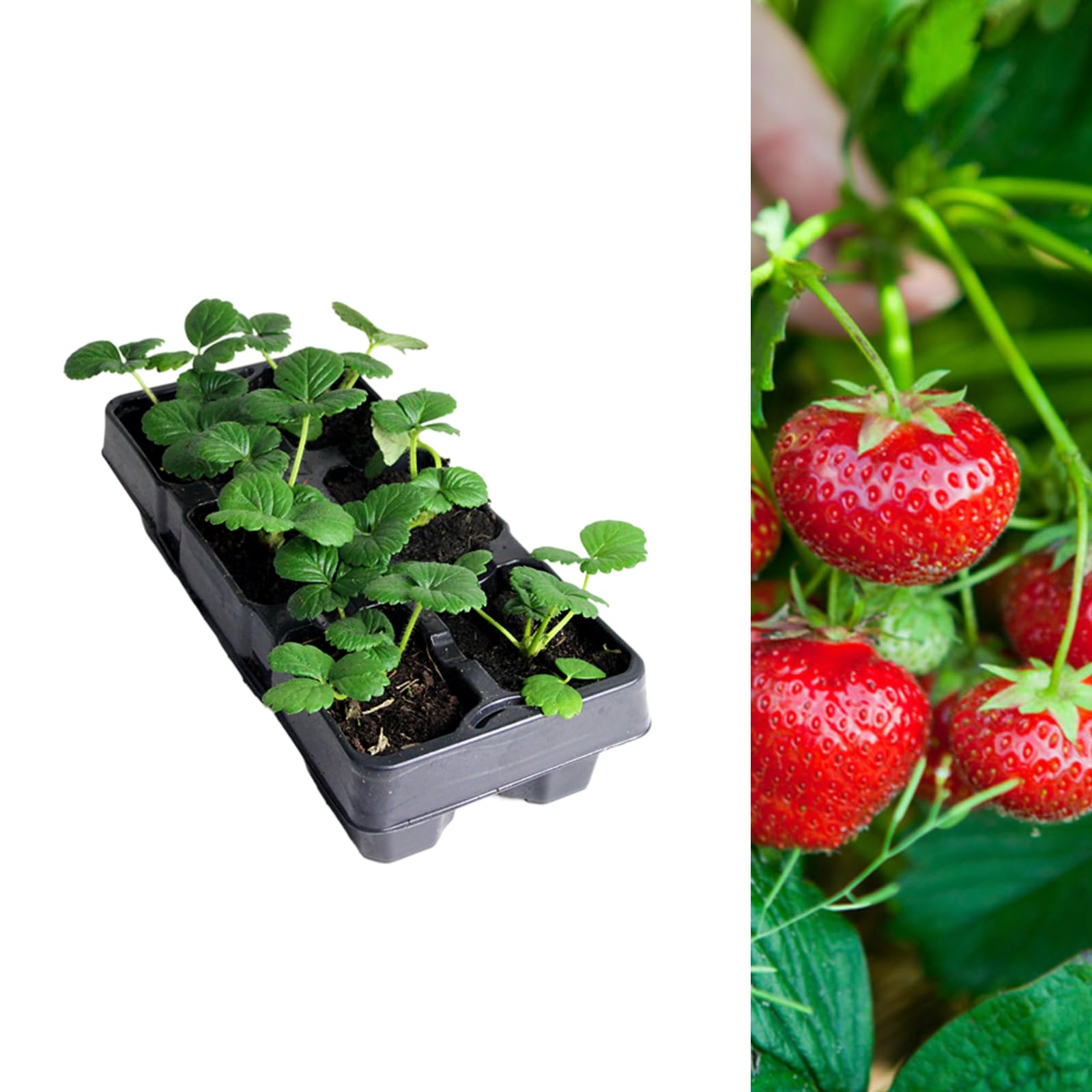 Carbeth Plants Strawberry Honeoye Fruit Plant 6 Pack - Hardy Perennial Easy Grow Fragaria Bushes - Tasty Sweet High Yielding Outdoor Garden Fruiting Plants for Beds, Borders or Pots