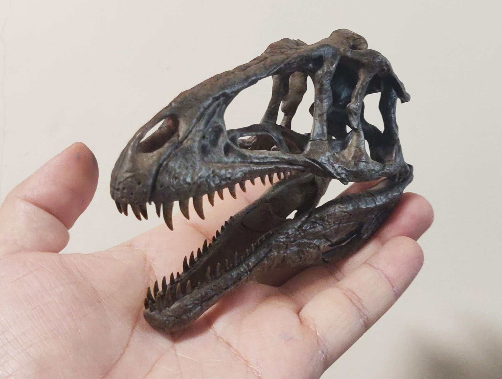 木彫　恐竜　アロサウルス頭骨模型　1/10スケール 木彫 恐竜 アロサウルス頭骨模型 1/10 「Big Al」