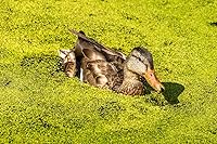 Vista 3 de Plantas de lenteja de agua (Lemna Minor) - Uso en acuario, estanque Koi, Aquascape (500 plantas)