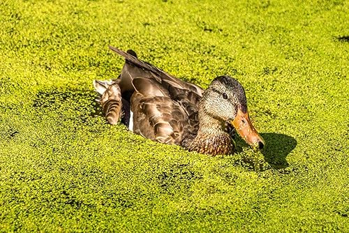 Miniatura 3 de Plantas de lenteja de agua (Lemna Minor) - Uso en acuario, estanque Koi, Aquascape (500 plantas)