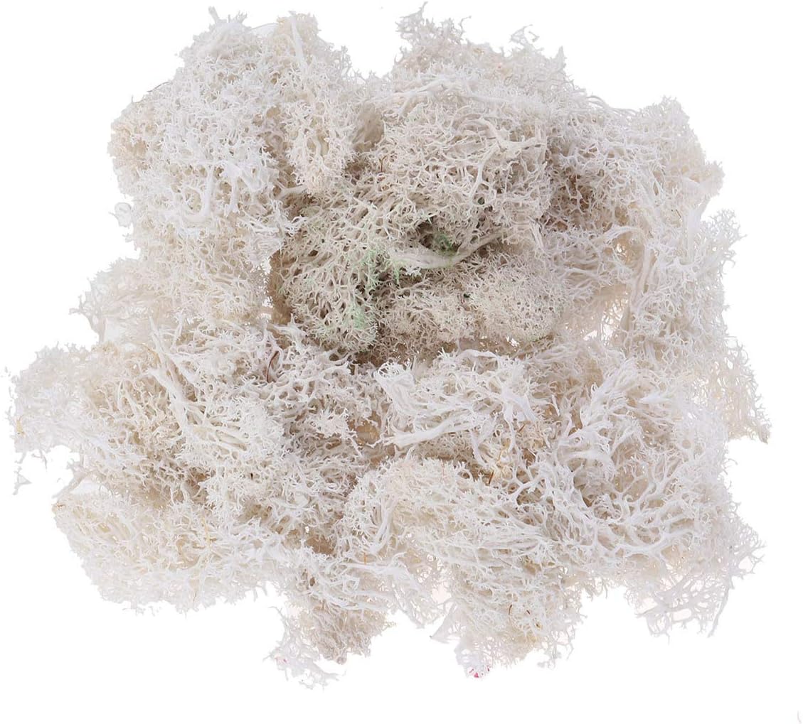 SUPVOX Preserved Moss Reindeer Moss Floral Moss Bulk for Fairy Gardens
