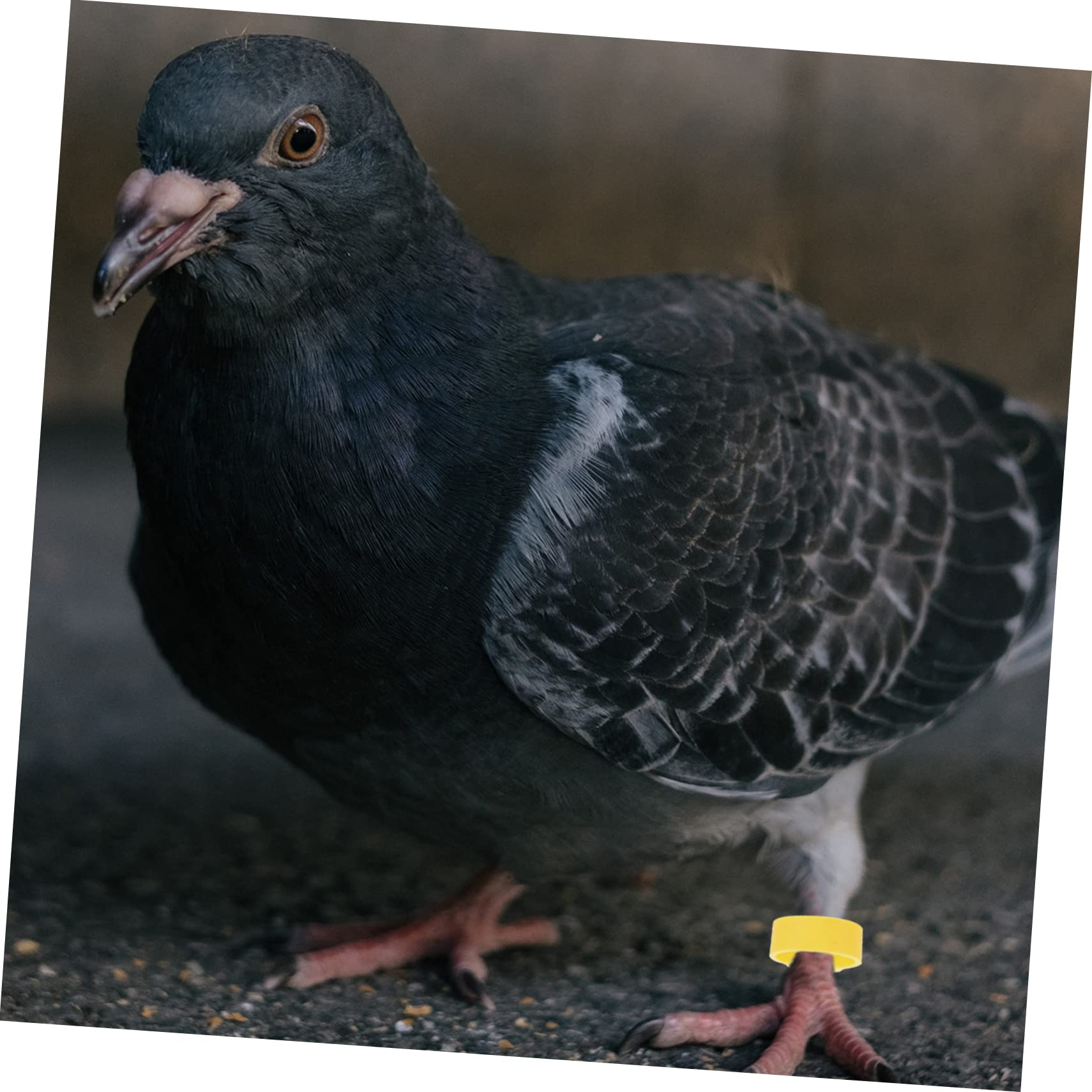 minkissy 900pezzi Anelli per Zampe di Uccelli Colorati Fascette per Piccioni e Pollame Identificazione Facile e Versatile per Pappagalli Anatre e Galline