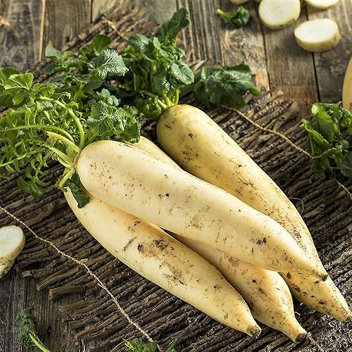 Semilla de rábano, Minowase japonés, Diakon, reliquia, sin OMG, 25 semillas