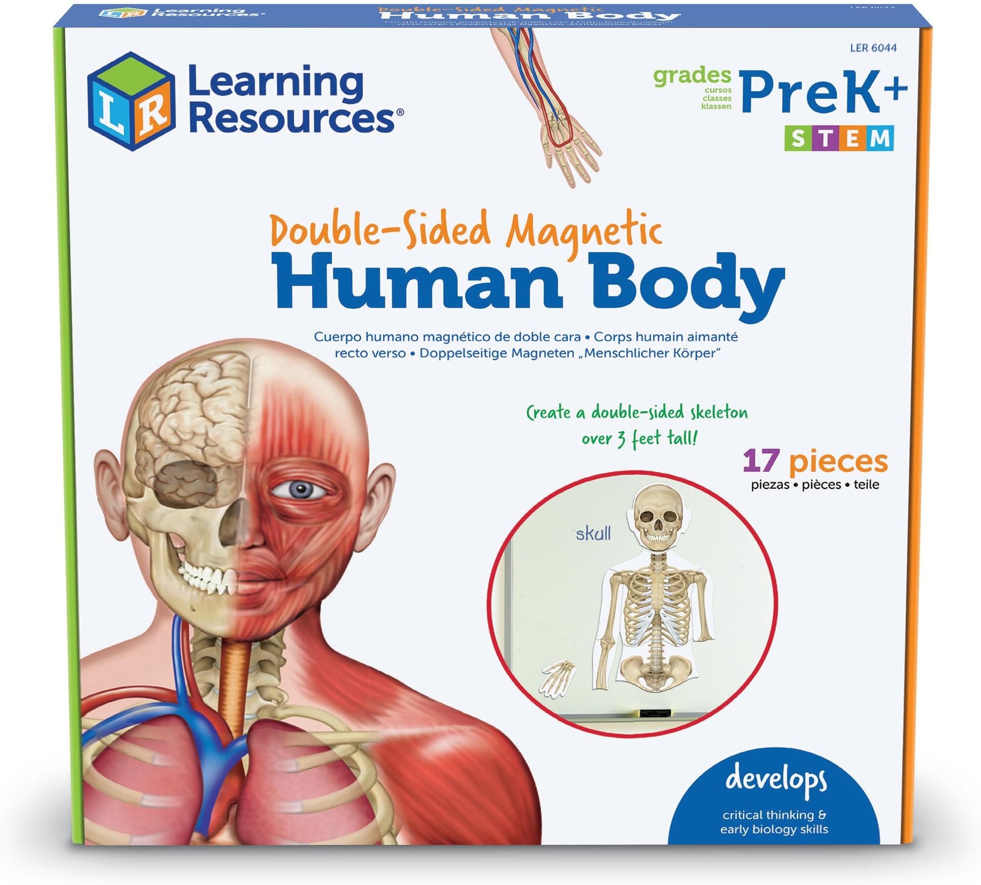 Learning Resources Double-Sided Magnetic Human Body