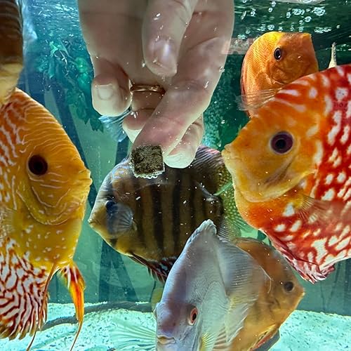 Miniatura 3 de Gusanos negros de California liofilizados, totalmente naturales, (más de 100 cubos), perfectos para acuarios marinos y tropicales, alto contenido de