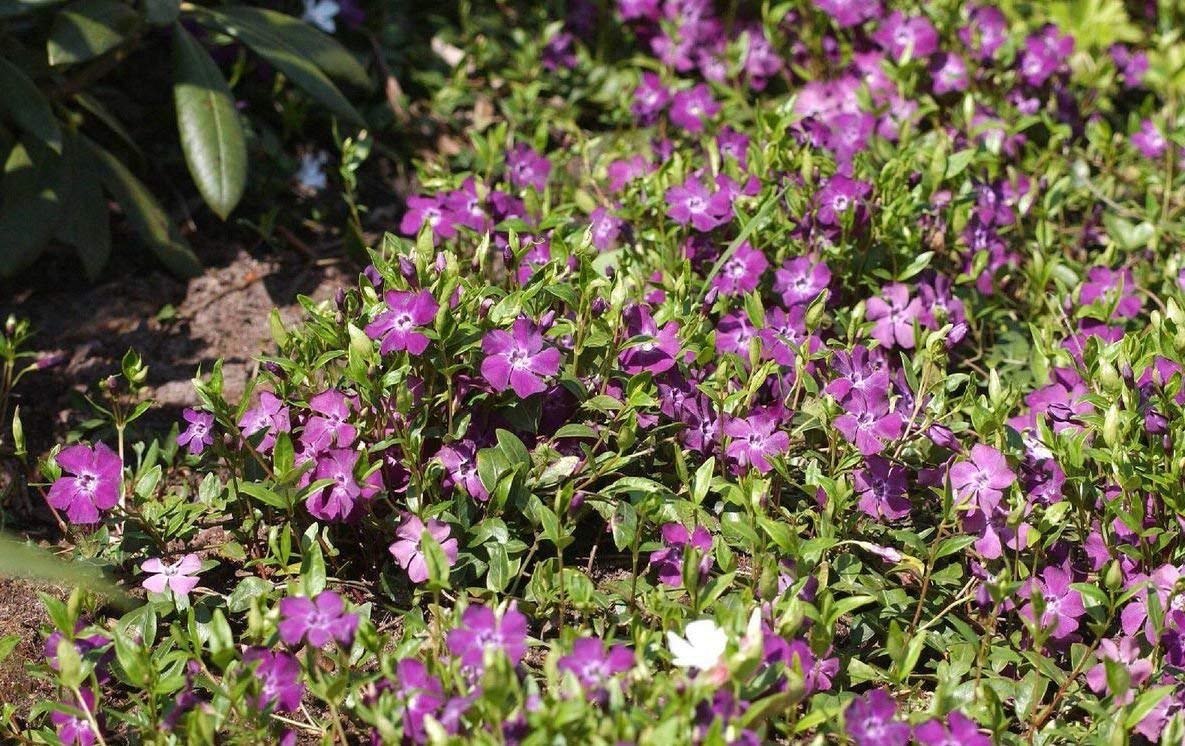 Stauden Gänge 10 x Vinca minor 'Rubra' Immergrün winterhart
