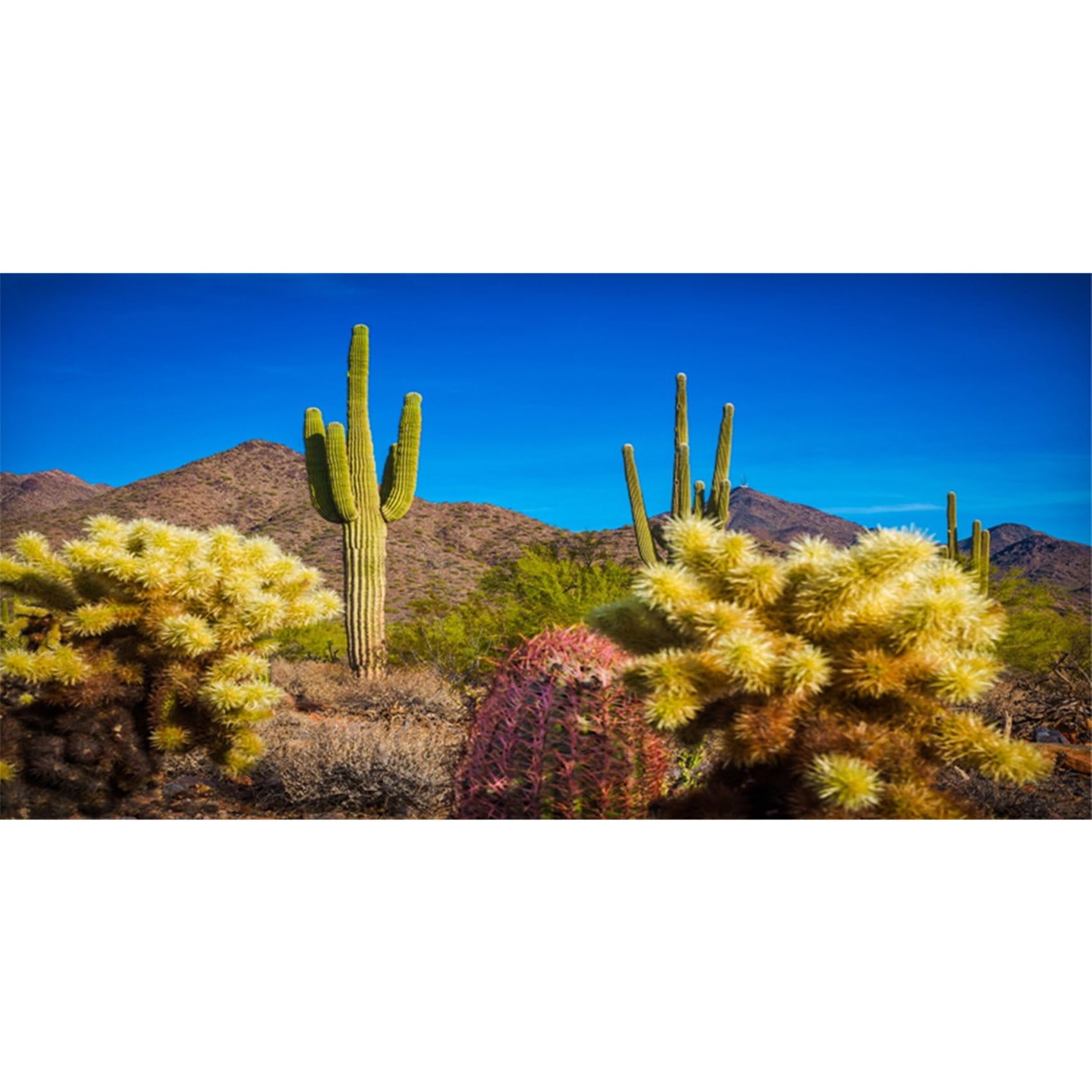 MIRRORANG 180x61cm Terrarium Fish Tank Background Blue Sky Desert Oasis Cactus Reptile Habitat Background Vinyl Background