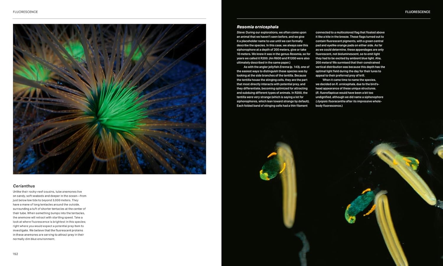 The Radiant Sea: Color and Light In the Underwater World      Hardcover – September 2, 2025