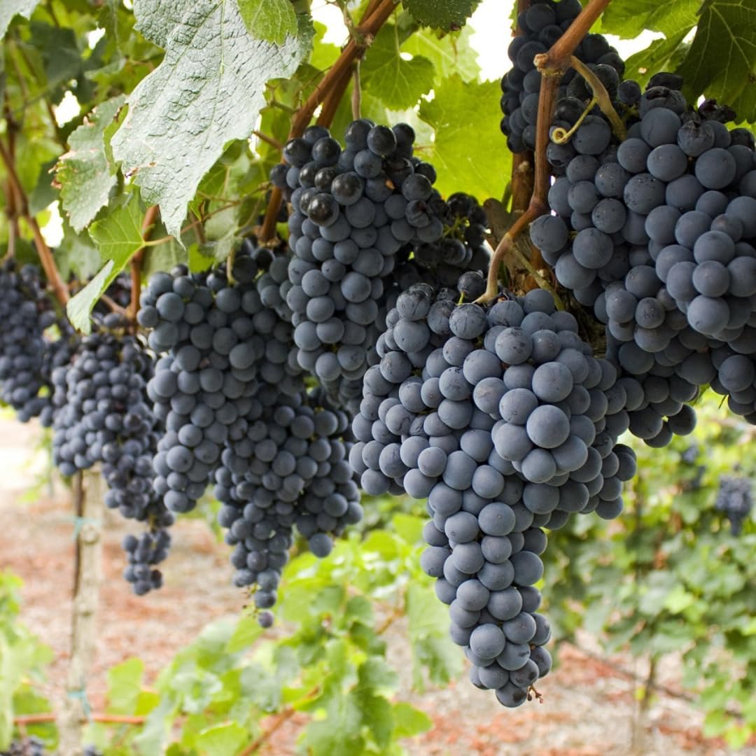 Black Seedless Grape Vines Trees Live Plants, Well-Rooted 1 to 2 Years Old, Grapes Plant Live for Outdoor Planting, Zones 3-9