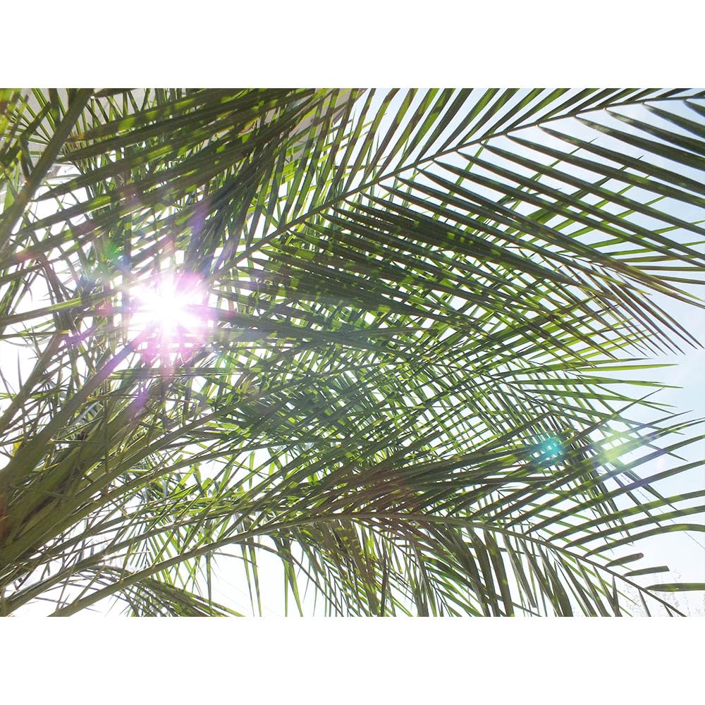 Amazon | 観葉植物 大型 フェニックス ロベレニー 8号 素敵な