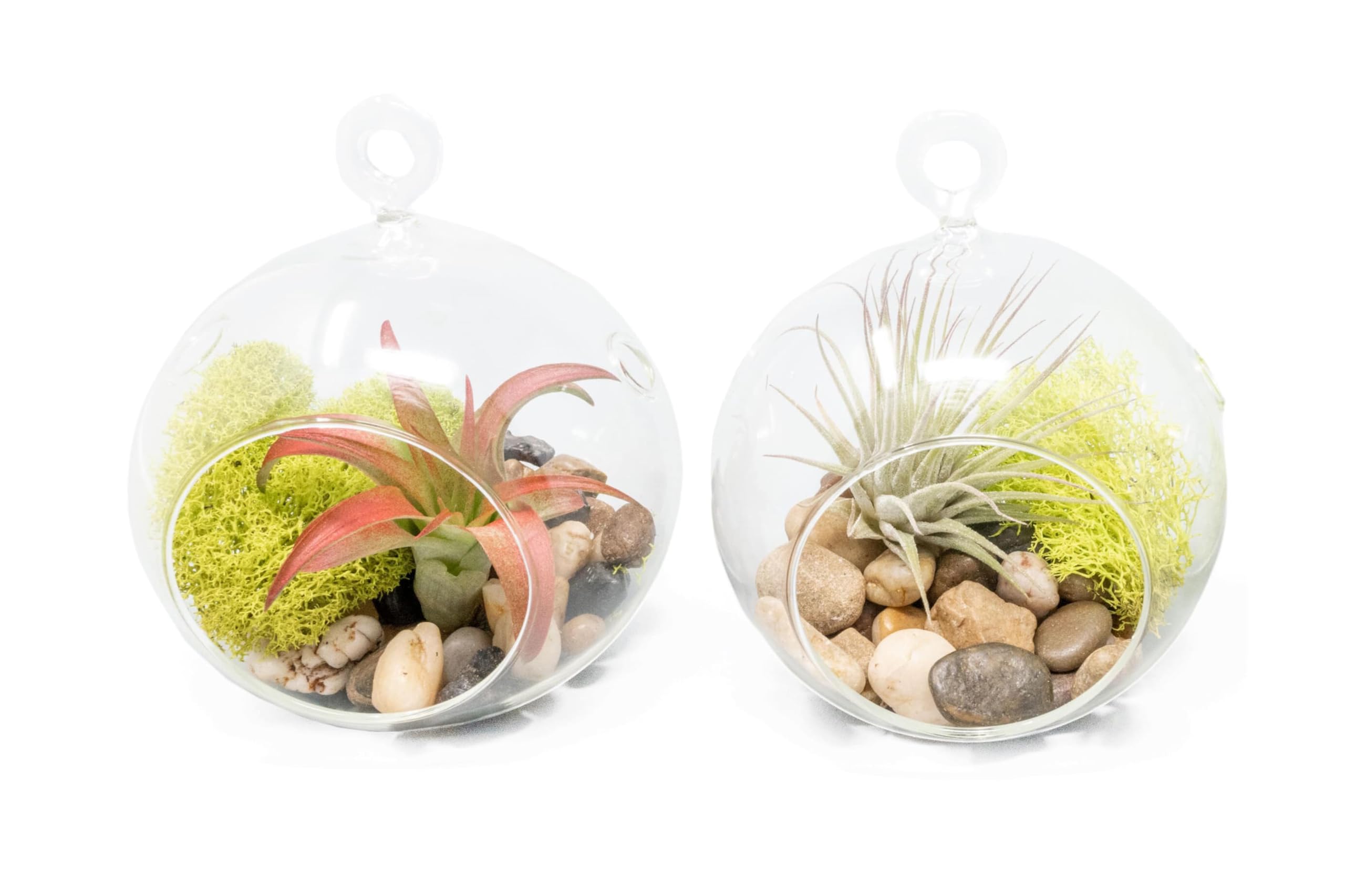 Air Plant Shop Set of 2 Stunning Hanging Glass Terrariums with Flat Bottoms - Wholesale and Bulk - Succulents - Live Tillandsia - Easy Care Indoor and