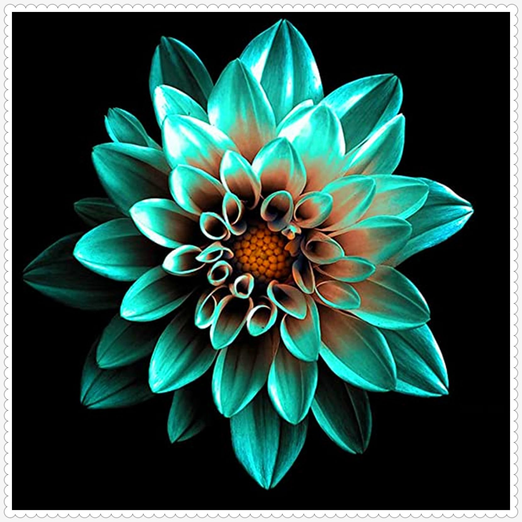 Dahlia Bulbs Mix for Planting Now UK/Cut Flowers/Greening Flower/Strong Plants That Grow Well/Good for Containers/Natural Organic/Wedding Flowers.-10bulbs-D