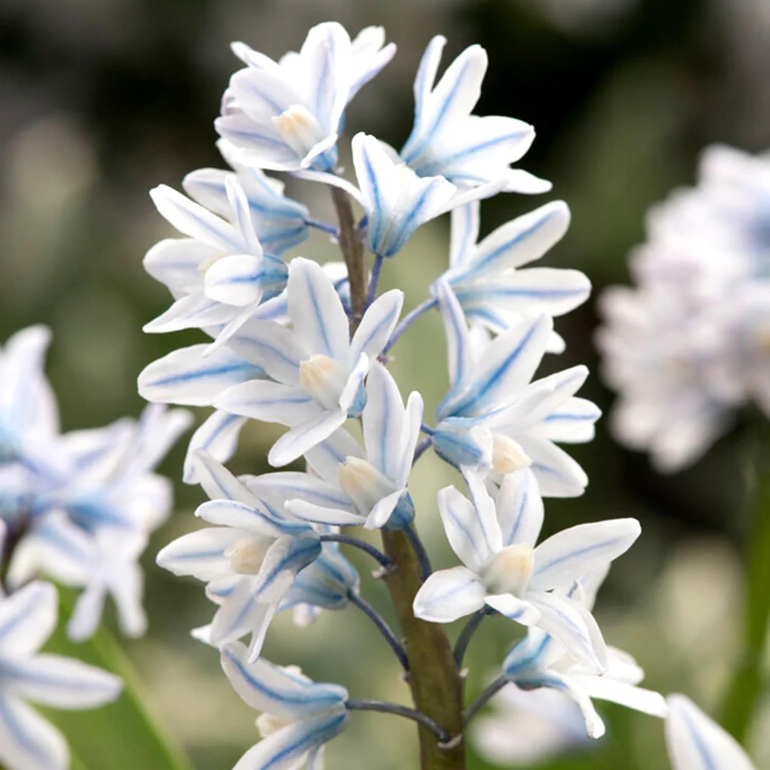 Puschkinia libanotica Striped Squill Bulbs – Top-Size Puschkinia scilloides Bulbs for Fall Planting | Fragrant Blue-and-White Flowers, Great for Rock Gardens, Deer Resistant, Zones 3-8