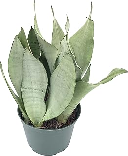 Snake Plant Moonshine (Sansevieria, Dracaena) Live Indoor Houseplant, 4 Inch Nursery Pot (Diameter)