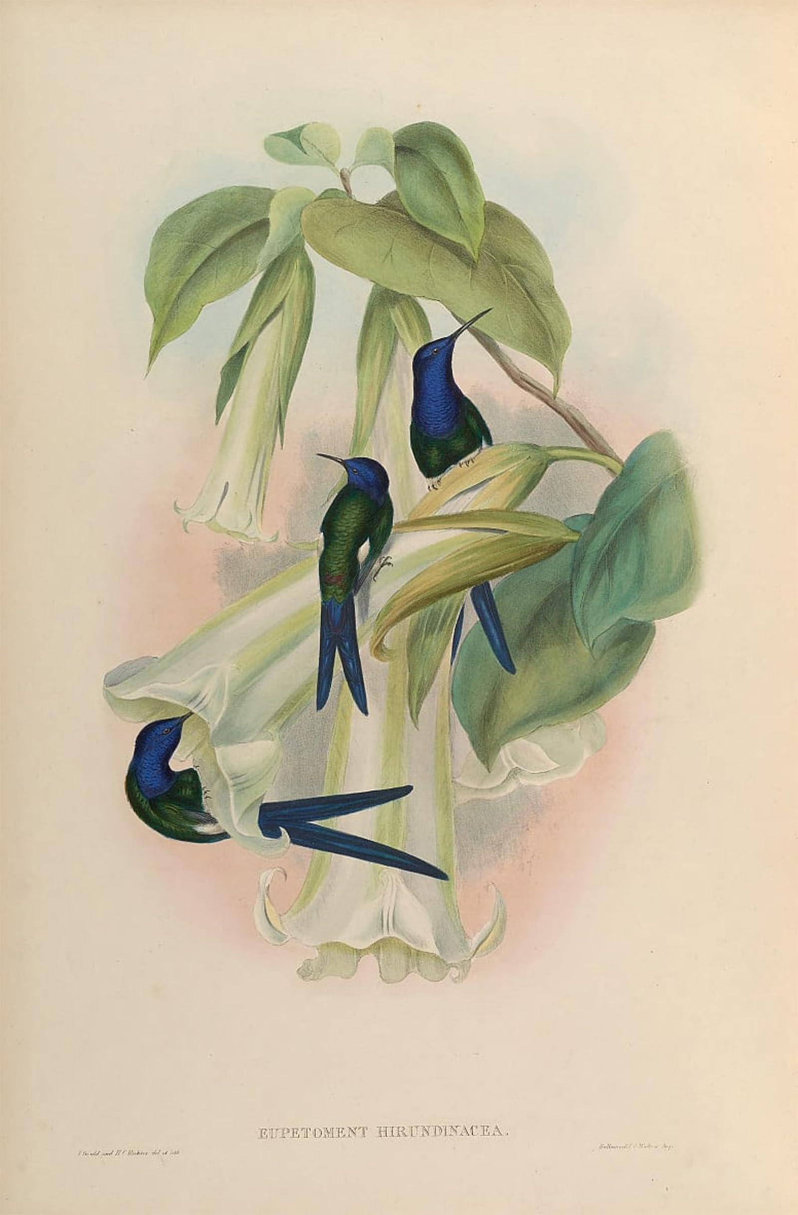POSTERIIk Famous Print Pop Art Wall Art Graffiti Animal Bird Eupetomena Hirundinacea Eupetomena Macroura Macroura by John Gould Art Prints for Home Decor 60x90cm