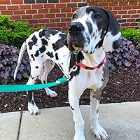 Vista 4 de Ganchos giratorios para correa de perro, cierre de correa, gran resistente, perno de ojo giratorio, ganchos a presión, gancho giratorio de 4.3