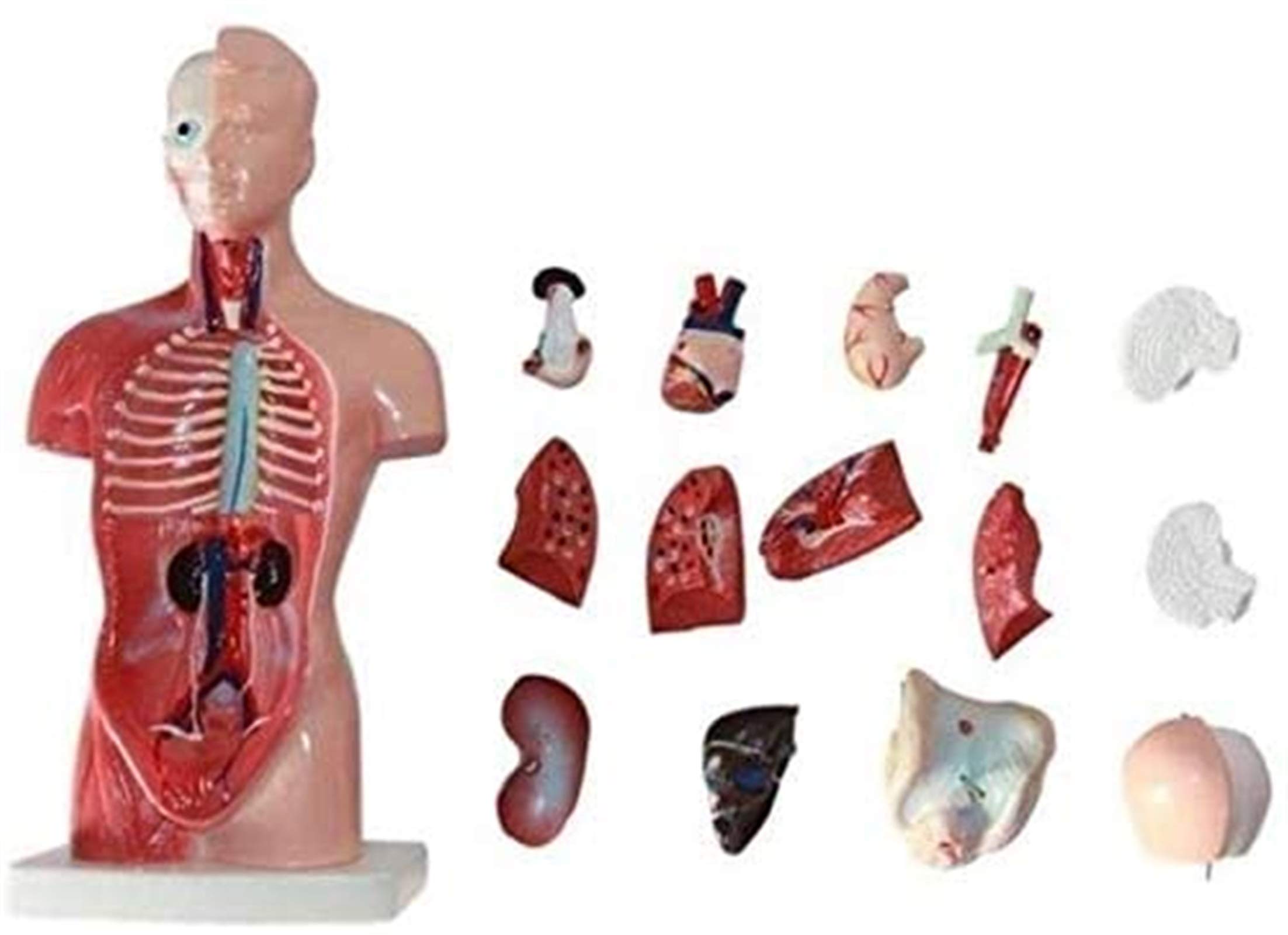 Model Badawczy 1 UDS 28cm Model Człowieka, Anatomia, Anatomia Serca, Kości, Trzewnica Medyczna, Materiały Dydaktyczne I Uczniowie