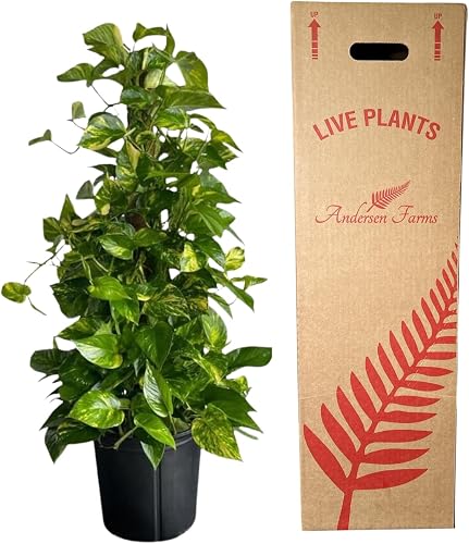 Andersen Farms Golden Pothos Totem Live Plant