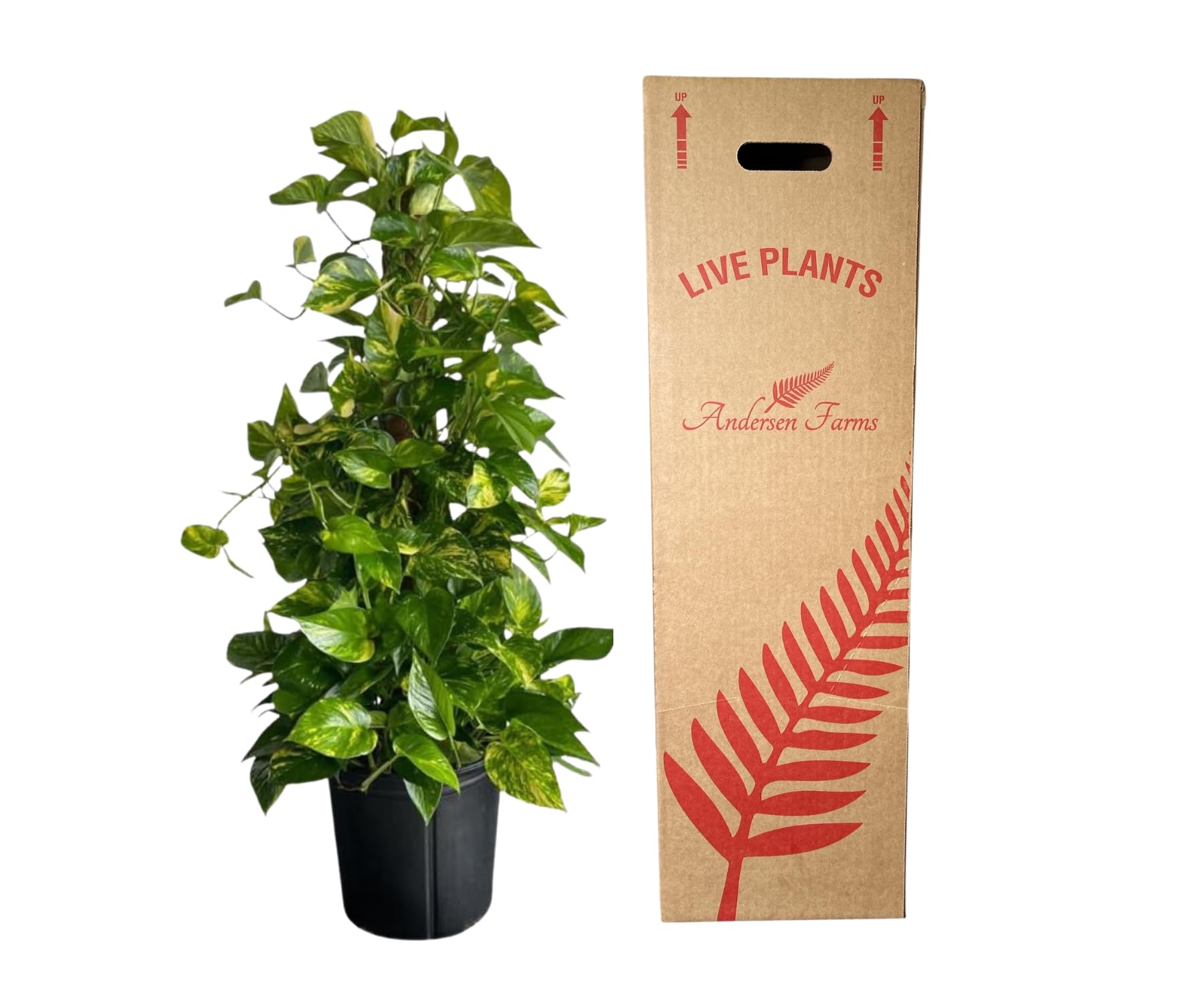 Golden Pothos Totem Live Plant - 10-inch Grower Pot, Indoor/Outdoor