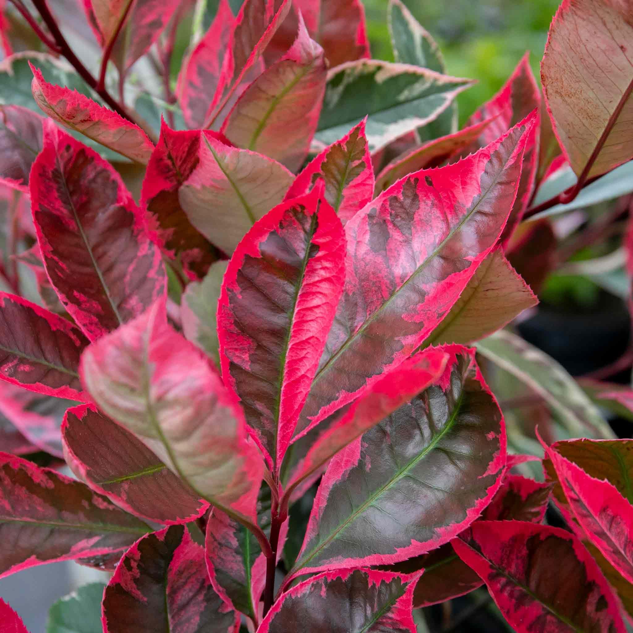 Photinia x fraseri 'Louise' Variegated Evergreen Shrub - Hardy Pink and Green Small Tree 3 Litre Plant