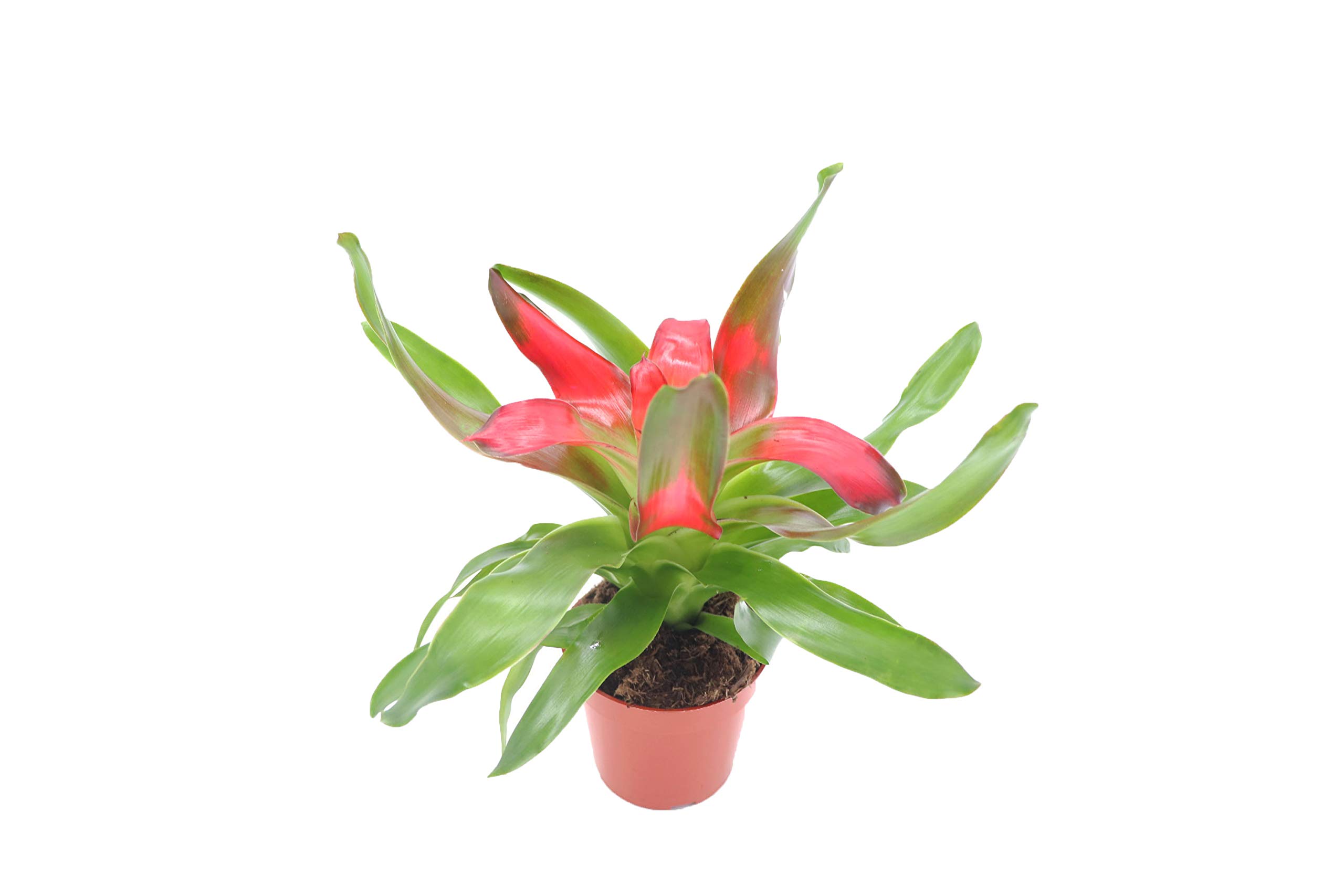 Bromeliad Neoregelia (Medusa) - 4'' from California Tropicals