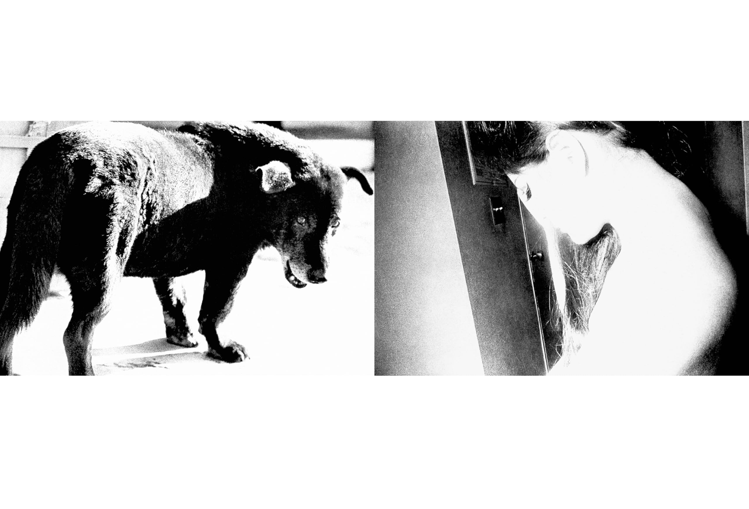 Daido Moriyama: Quartet