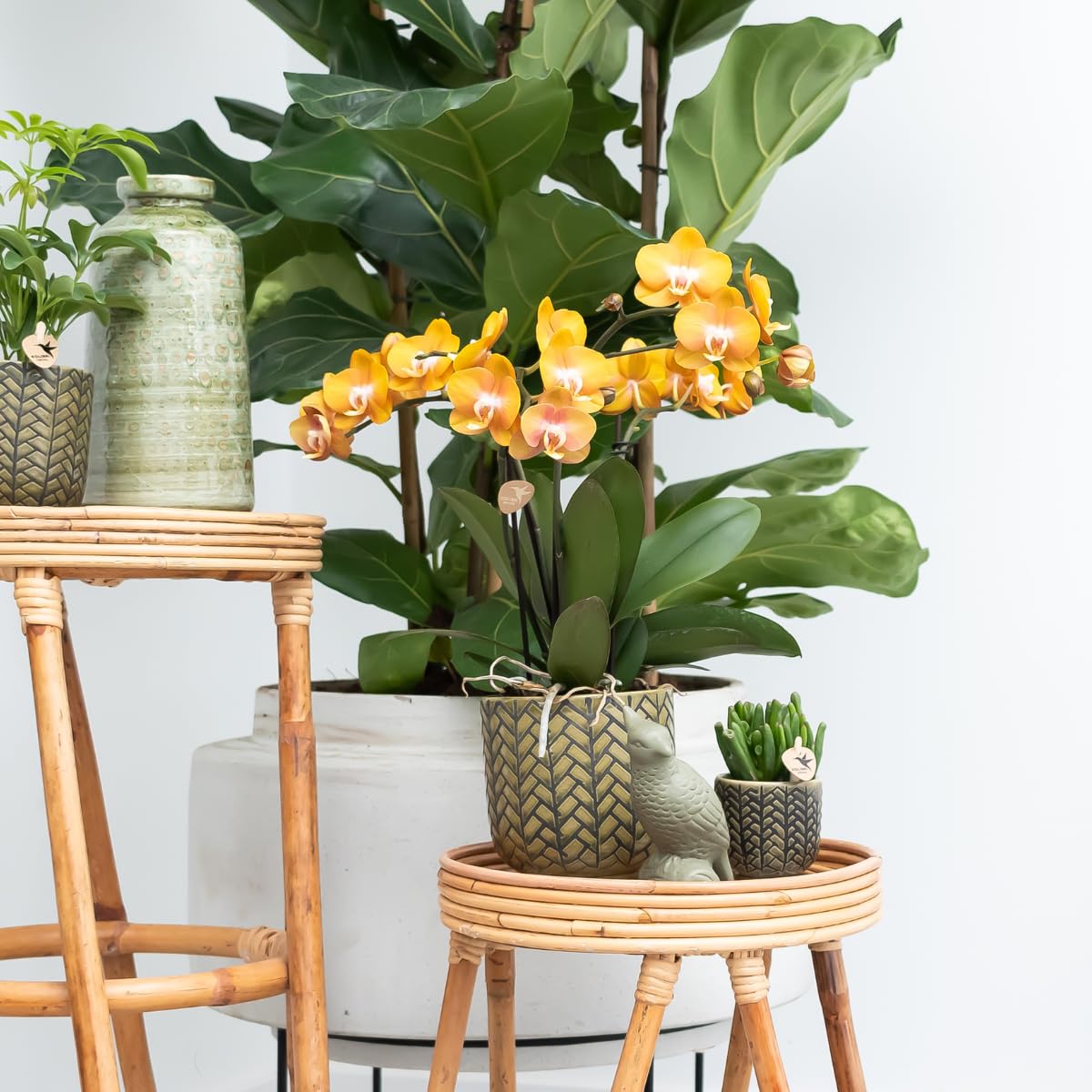 Kolibri Las Vegas Lot de 4 orchidées Phalaenopsis – Taille du pot Ø 12 cm – Plante d'intérieur à fleurs – Fraîche de l'éleveur